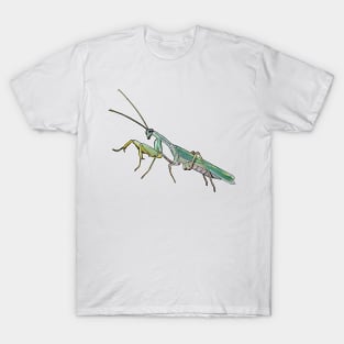 Sphodromantis lineola male T-Shirt